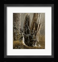 White Throated Sparrows Framed Print