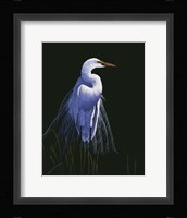 Common Egret In Breeding Plumage Fine Art Print