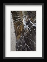 Winter Branches Fine Art Print