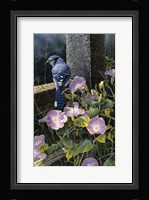 Morning Glories Framed Print