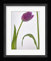 Flores Congeladas 3 Fine Art Print