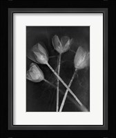 4 Tulipanes Fine Art Print