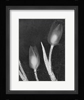 Tulipanes Blancos 33 Fine Art Print
