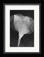Flowers On Ice BW Fine Art Print