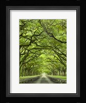 Oaks Avenue 2 Fine Art Print