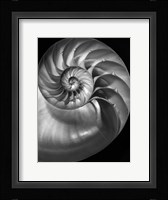 Nautilus 3 2 Fine Art Print