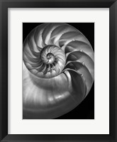 Nautilus 3 2 Fine Art Print