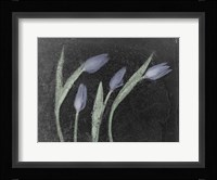 Tulipanes Azules Fine Art Print