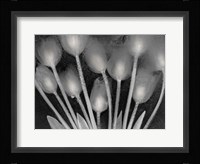 Ramo de Tulipanes Fine Art Print