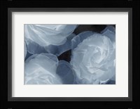 Rosas Azules 2 Fine Art Print