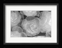 Rosas Blancas Fine Art Print