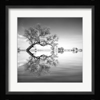 Arbol en Agua 3 BN Framed Print
