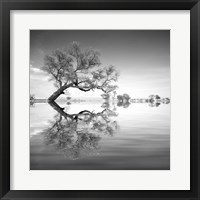 Arbol en Agua 3 BN Framed Print