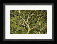 Costa Rica Tree Color 2 Fine Art Print