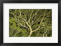 Costa Rica Tree Color 2 Fine Art Print