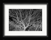 Costa Rica Tree Fine Art Print