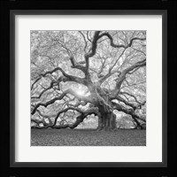 The Tree Square BW 2 Fine Art Print