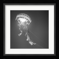 Medusa 1 Fine Art Print