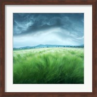 Barley Field Fine Art Print