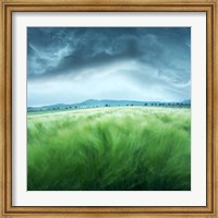 Barley Field Fine Art Print