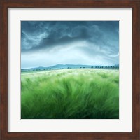 Barley Field Fine Art Print