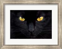 The Hypnotist of the Night Fine Art Print