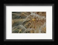 Starless Fine Art Print