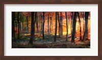 Autumn Woodland Sunrise Fine Art Print