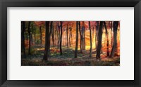 Autumn Woodland Sunrise Fine Art Print