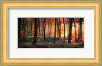 Autumn Woodland Sunrise Fine Art Print