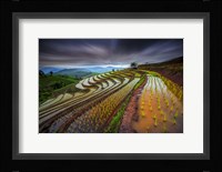 Unseen Rice Field Fine Art Print