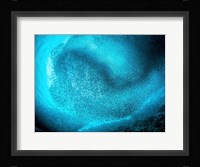 Schooling Sardines Fine Art Print