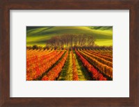 Vine-Growing Fine Art Print