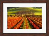 Vine-Growing Fine Art Print
