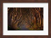 The Dark Hedges In the Morning Sunshine Fine Art Print