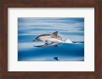 Striped Dolphin Fine Art Print