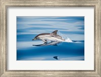 Striped Dolphin Fine Art Print