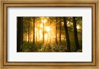 Light In the Forest Fine Art Print