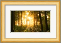 Light In the Forest Fine Art Print