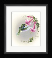 Hummingbird With Trumpet Flowers 2 Fine Art Print