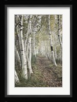 Birch Trail Fine Art Print