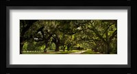 Southern Canopy Fine Art Print