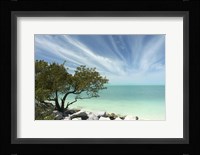 Key West Tree 1 Fine Art Print