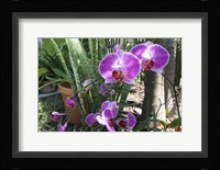 Laurie's Garden Fine Art Print