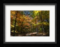 Autumn Clearing Fine Art Print