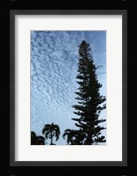 Cedar Palm Sky Vertical Fine Art Print