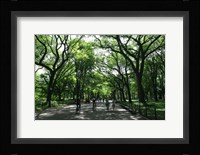 Central Park Mall Summer Fine Art Print