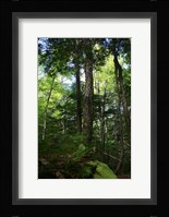 Green Forest Vertical Fine Art Print
