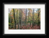 Grey Tree Stand Autumn Fine Art Print