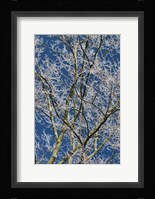 Ice Storm Branches Fine Art Print